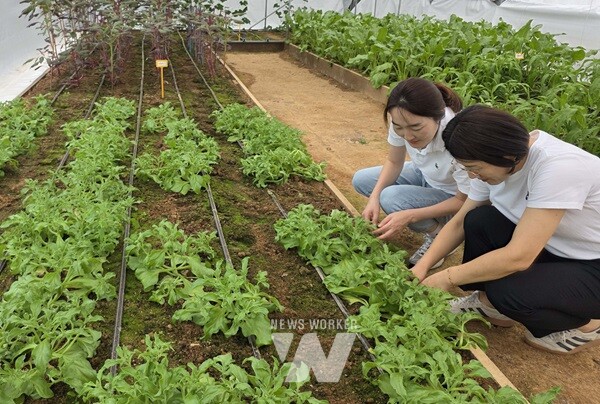 아열대채소 관리