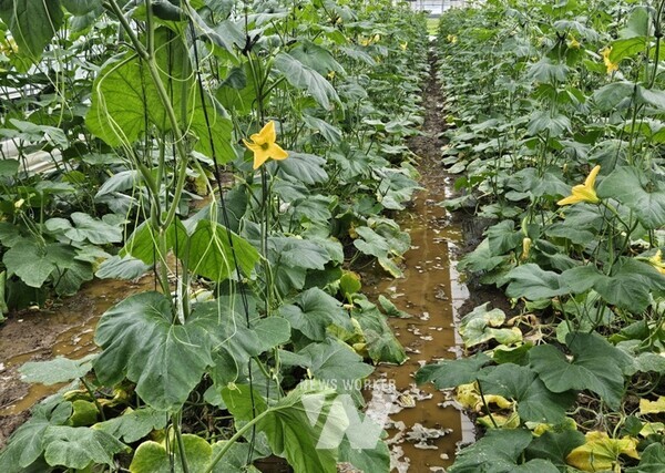 폭우로 인한 침수피해