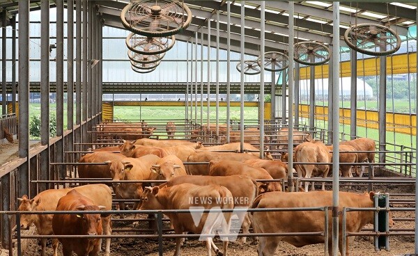 전남도, 가축 폭염피해 예방에 예비비 20억 긴급 투입