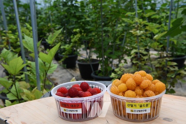 산딸기 골드문