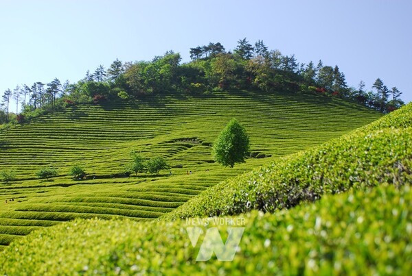 보성의 차밭