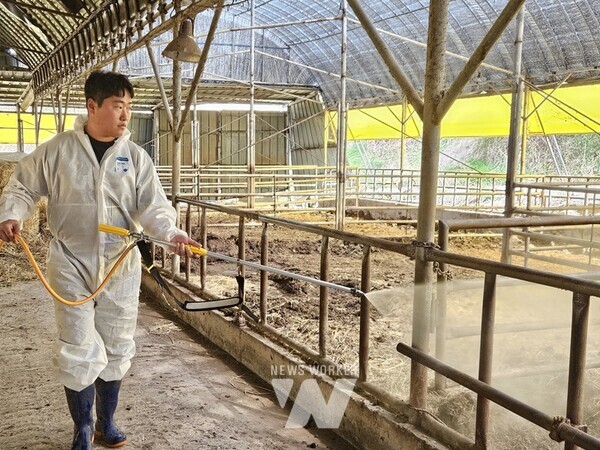 영암군(군수 우승희)이 3/13일 첫 구제역 발생 이후 114일의 총력 대응 끝에 8일 구제역 종식을 공식 선언했다.