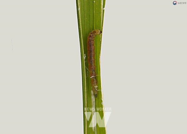 혹명나방 애벌레_ 출처:농촌진흥청 홈페이지