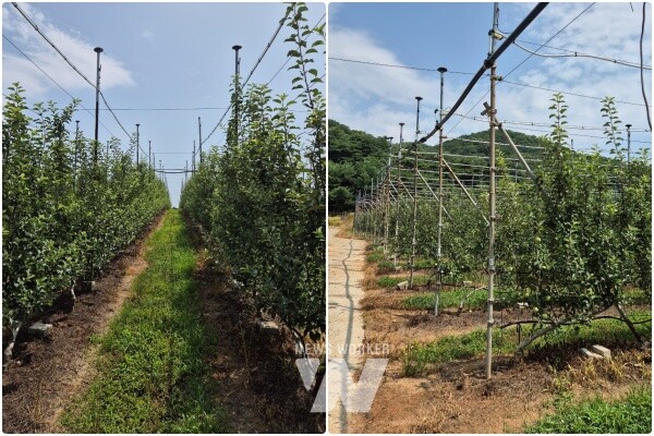 장성 사과나무 미세살수장치 설치