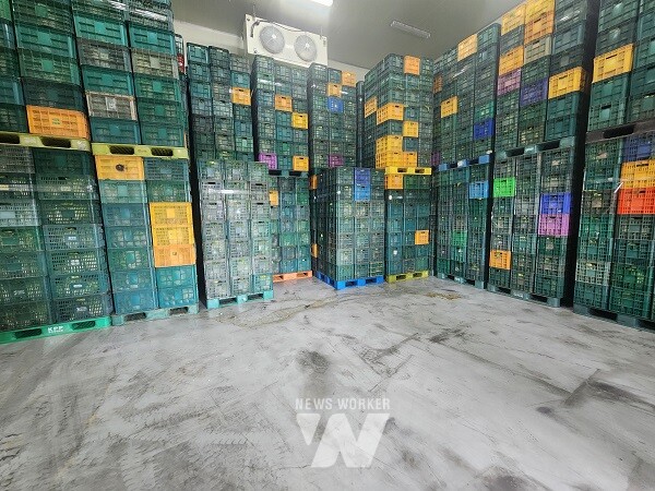 보관중인 배추에서 결로현상으로 저온창고 바닥에 물이 흐르고 있다/ 지안물산 제공