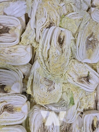 국내 김치가공공장에 납품한 물품에서 결로 현상을 보인 배추 속 모습/ 지안물산 제공