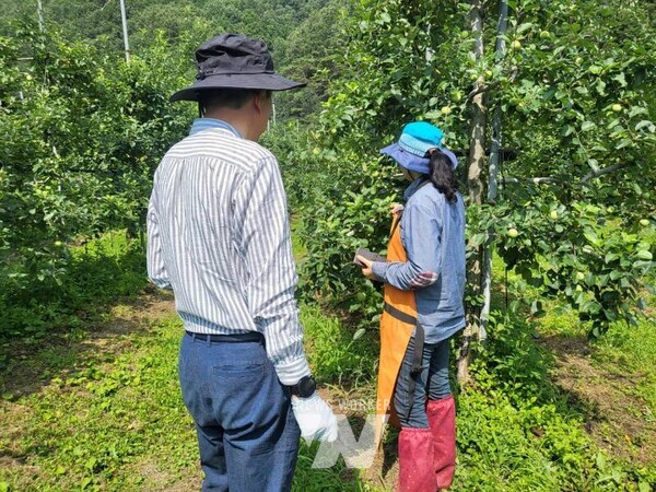 2 지난 9일 시 관계자들이 낙안 배 농가를 방문해 폭염 관련 물 관수 지도를 하고 있다