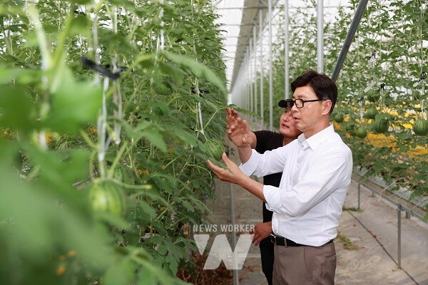 김철우 보성군수가 현장을 방문하여 폭염 속 농작물의 상태를 확인하고 있다.