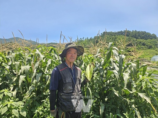 친환경농산물- 순천 옥수수