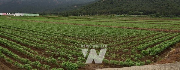 전략작물-논콩(영암 군서면)
