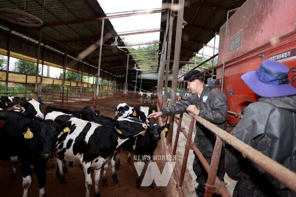김철우 보성군수가 폭염대비 축산농가를 방문해 둘러보고있다