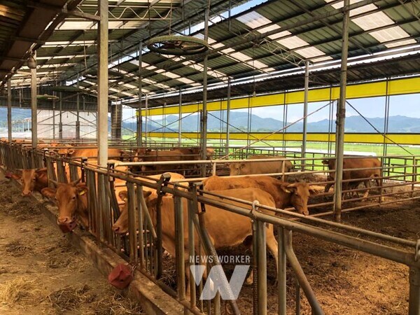 전남 보성군은 폭염 장기화에 대비해 공무원-축산농가 간 1:1 담당제를 운영하고, 사전 예방 중심의 통합 관리 체계를 구축해 주목을 받고 있다. 