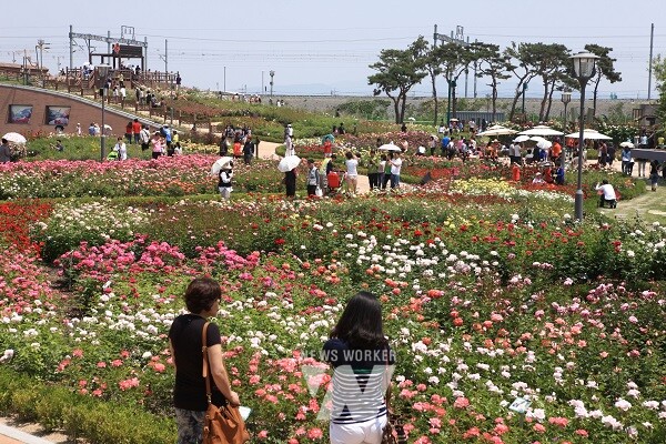 전남 여행지- 곡성 장미정원