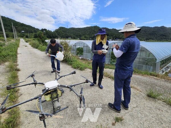 전남 해남군이 본격적인 벼 출수기를 앞두고 병해충 사전 방제 지도에 총력을 기울이고 있다.