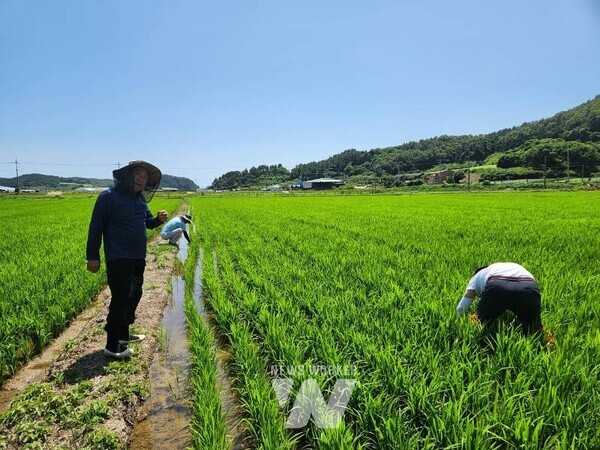 전남 해남군이 본격적인 벼 출수기를 앞두고 병해충 사전 방제 지도에 총력을 기울이고 있다.