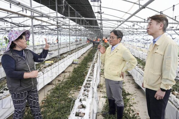 강기정 광주광역시장이 22일 오전 침수 피해를 입은 서구 마륵동 토마토 재배 시설하우스 찾아 피해상황을 점검하고 있다. /광주광역시 제공
