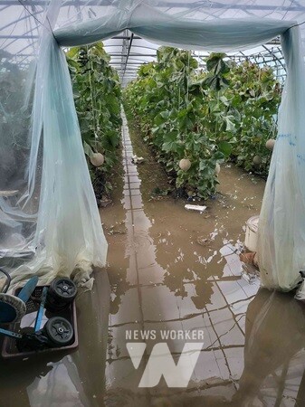 호우피해 현장- 곡성읍 시설 멜론 침수