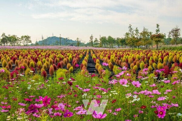 지난해 열린 ‘2024 나주영산강축제’ 시기에 조성된 영산강 정원 모습(사진 제공-나주시)