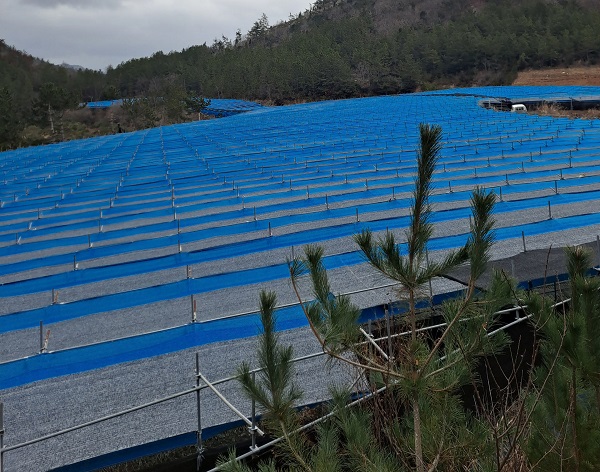 폭염 대비- 인삼 차광재 설치(해남)