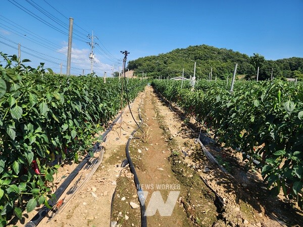폭염 대비- 고추 관수 설치