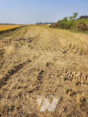 벼 수확 후 가을갈이 전