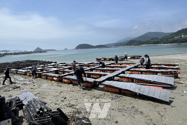 완도군, 전복 가두리 감축 사업 추진(가두리를 해체하는 모습)