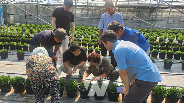 국화 재배기술 교육 중인 모습