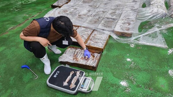 TAC - 오징어 TAC 어획량 확인 및 무게 측정
