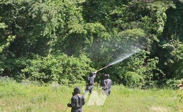 전남 장성군이 8월 말까지 산림병해충 집중 방제를 추진한다