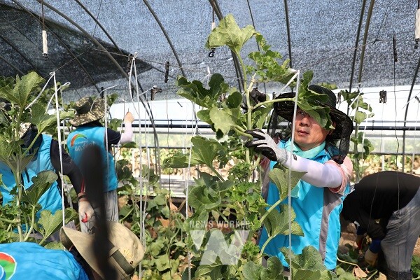 김인중 사장과 충남지역본부 직원들이 복구 활동에 구슬땀을 흘리고 있다.