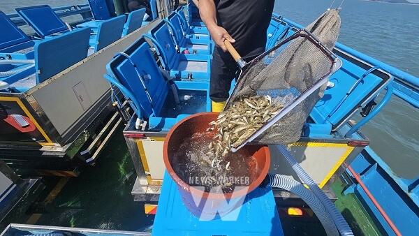 2024년도 조피볼락 종자 방류