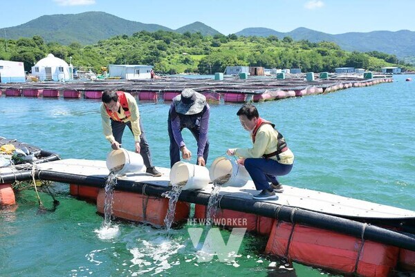 정기명 시장은 양식어류의 상태를 직접 확인하고 조피볼락 16만 미 방류 작업에 참여해 고수온 피해 예방을 위한 대응에 힘을 보탰다.