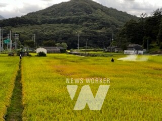 2024년 수확을 앞두고 벼 일반재배지에서 벼멸구 방제를 수행하는 모습