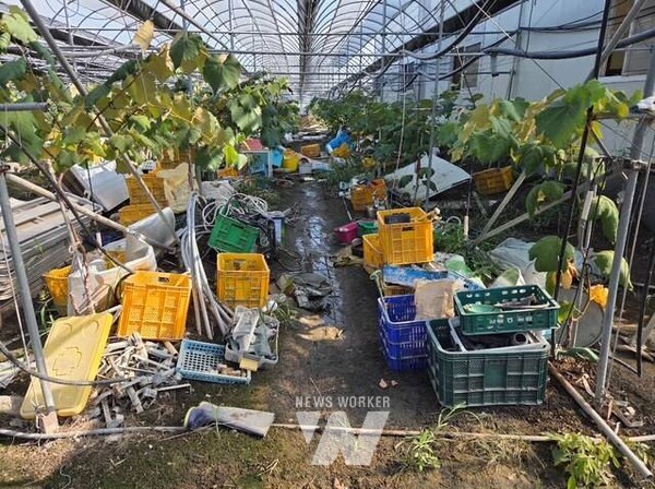 전남 영광군(군수 장세일)은 지난 17일부터 19일까지 기록적인 폭우로 인해 심각한 피해를 입은 관내 시설원예 농가를 대상으로 피해복구 일손 돕기를 전개했다.