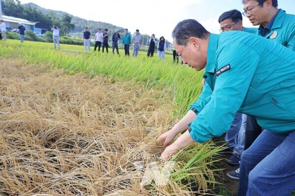 명현관 군수 벼멸구 방제현장방문