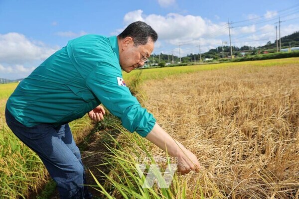 명현관 군수 벼멸구 방제현장방문