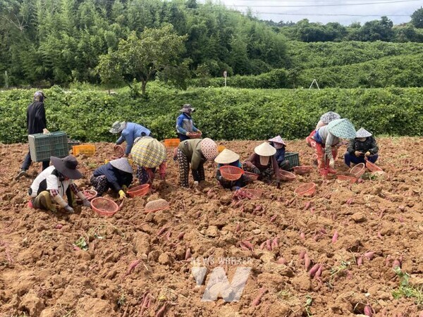 전남 해남군이 본격적으로 여름 휴가철이 들어감에 따라 조기재배 햇고구마인 ‘진율미’ 수확에 나섰다.