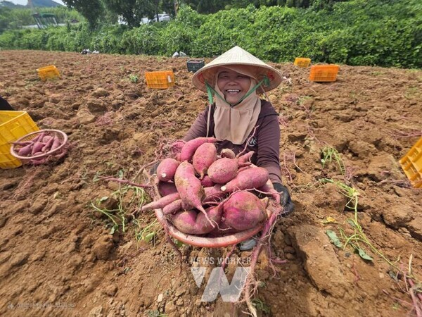 전남 해남군이 본격적으로 여름 휴가철이 들어감에 따라 조기재배 햇고구마인 ‘진율미’ 수확에 나섰다.