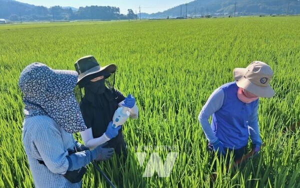 나주시는 7월 31일부터 8월 1일까지 2일간 국내로 날아드는 나방류 및 멸구류의 조기 발견에 대응하고자 관내 벼 병해충 발생 우심지역을 중심으로 합동예찰을 실시했다. (사진제공-나주시)