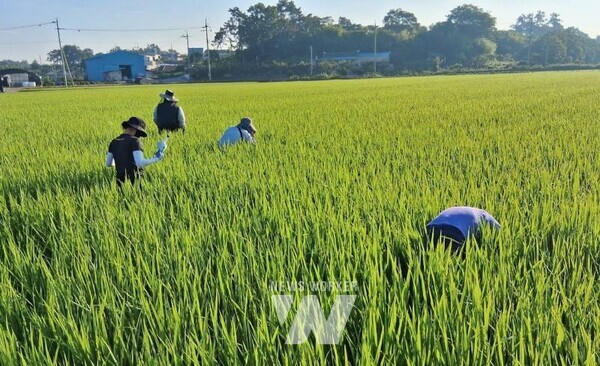나주시는 7월 31일부터 8월 1일까지 2일간 국내로 날아드는 나방류 및 멸구류의 조기 발견에 대응하고자 관내 벼 병해충 발생 우심지역을 중심으로 합동예찰을 실시했다. (사진제공-나주시)