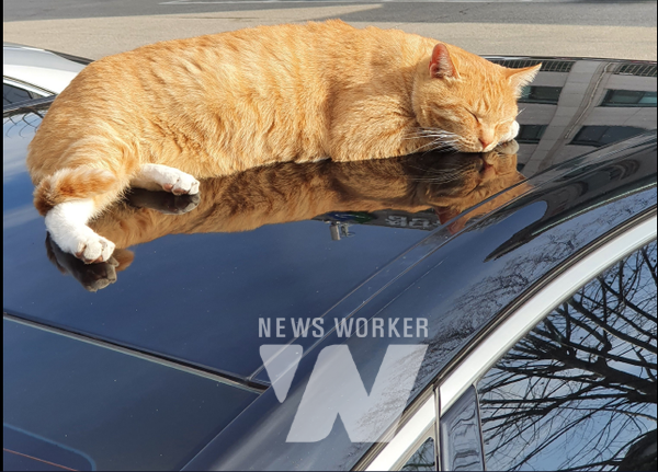 주차된 차 위에 올라와 있는 길고양이 [사진=뉴스워커]