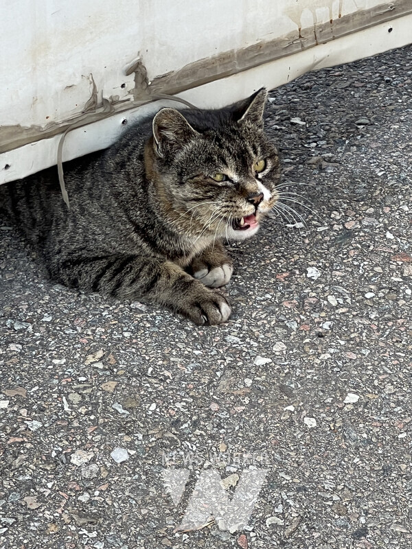 길고양이 [사진=뉴스워커]