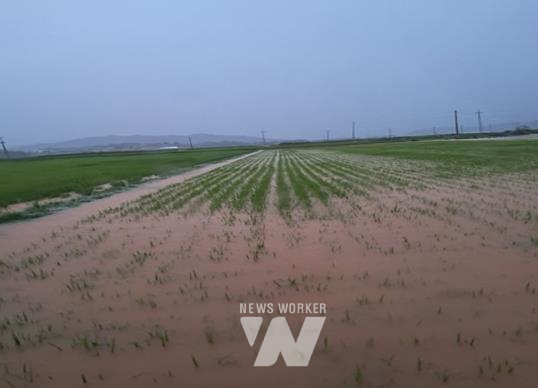 전남 곡성군(군수 조상래)은 지난 7월 17일부터 19일까지 있었던 집중호우 피해지역 벼에 대해 병해충 방제비를 지원하기로 결정했다