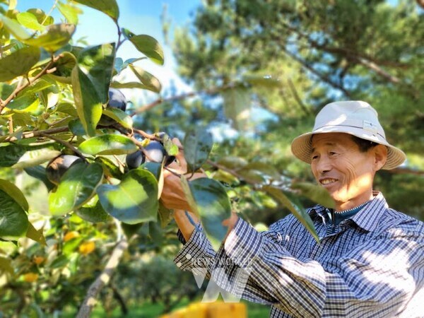 유기농명인- 단감 라상채