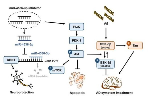 전남대학교 대학원생이 세계적 수준의 학술지에 알츠하이머병 치료 기전을 규명한 연구 성과를 발표하며 우수한 연구 역량을 입증했다.