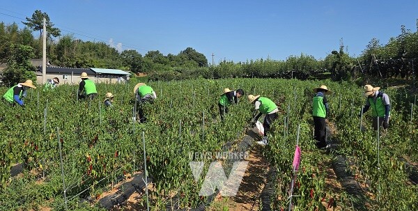 전남 나주 농촌 일손 돕기 현장