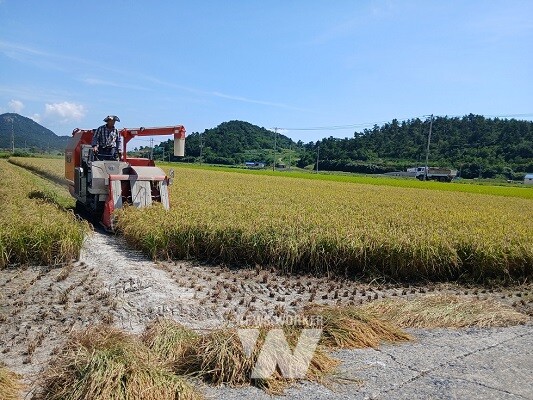 도초 벼 첫 수확 작업