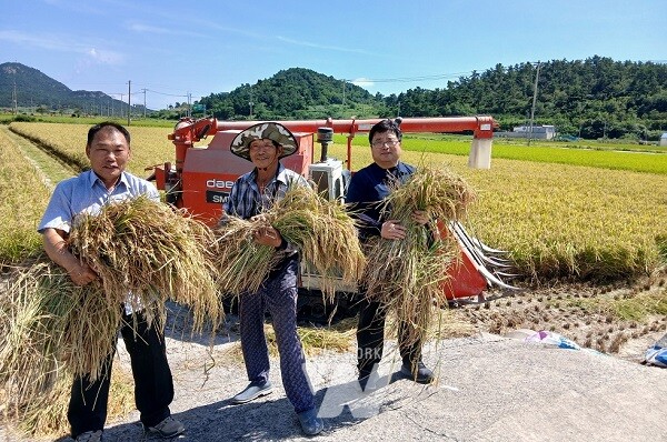 도초 벼 첫 수확 (왼쪽부터) 권학윤 자치위원장, 최중완 씨, 박인석 도초면장