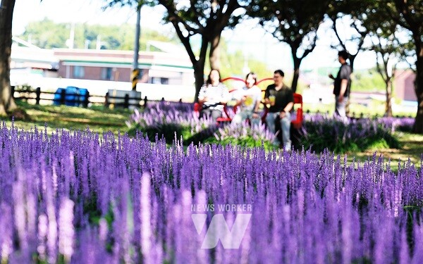 대동면 향교 숲 전경