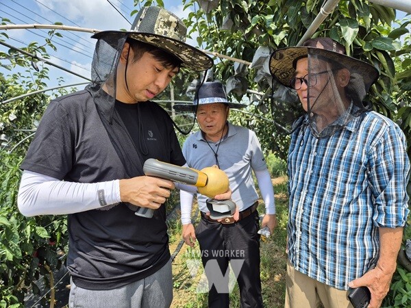 나주시가 고품질 나주배 생산을 위해 농가에 수확 시기를 알리고 적기 수확을 유도하고 있다. 사진은 배 농가에서 숙기 판정을 진행하고 있는 모습. (사진제공-나주시)